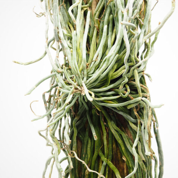 Chiloschista viridiflava - immagine 2