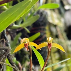 Rhetinantha notylioglossa