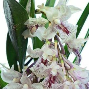Rodriguezia dodsoniana