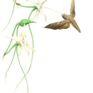 Botanical drawing Angraecum sesquiepedale