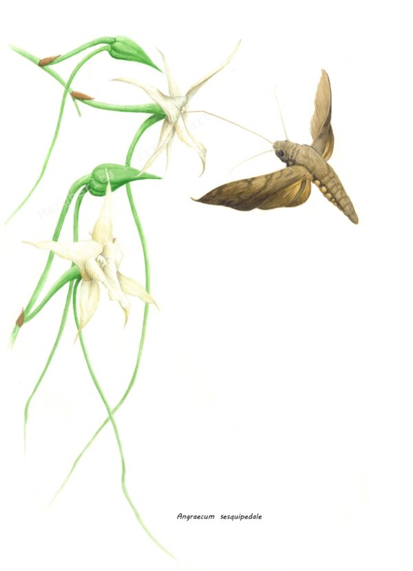 Botanical drawing Angraecum sesquiepedale