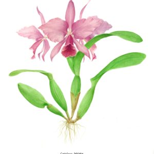Cattleya labiata botanical drawing