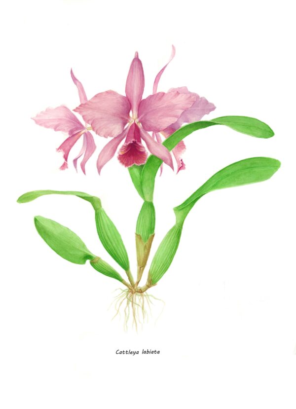 Cattleya labiata botanical drawing