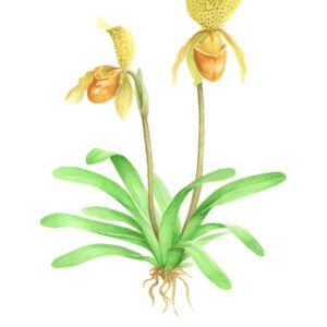 Botanical drawing Paphiopedilum insigne