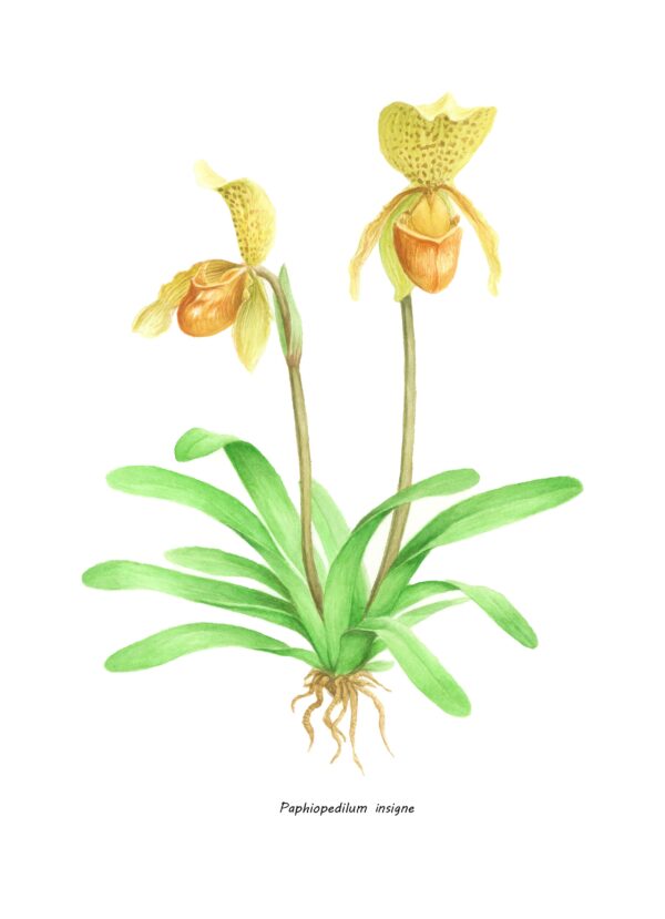 Botanical drawing Paphiopedilum insigne