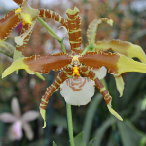 Rossioglossum grande