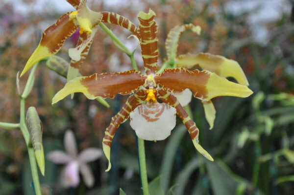 Rossioglossum grande