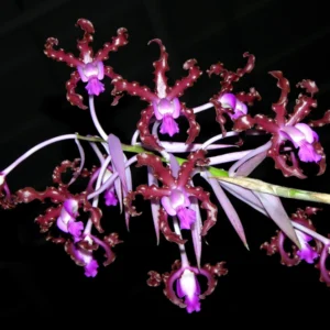 Schomburgkia splendida