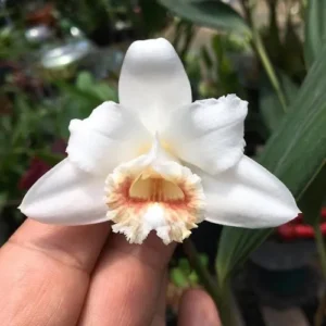Sobralia klotzscheana