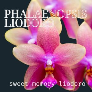 Phalenopsis Liodoro