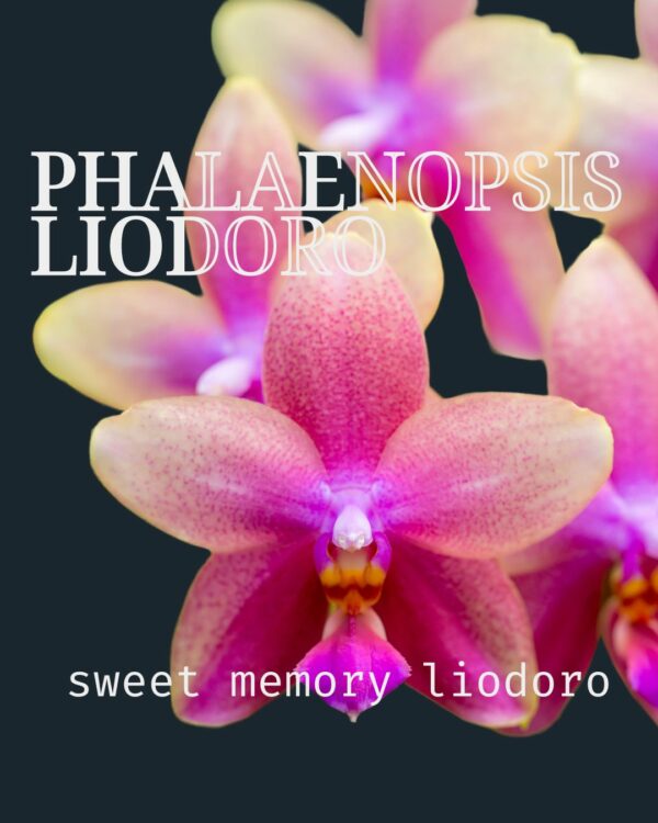 Phalenopsis Liodoro