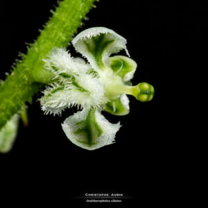Ornithocephalus ciliatus