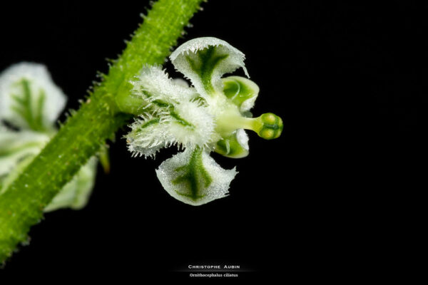 Ornithocephalus ciliatus