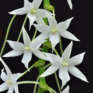 Aerangis articulata