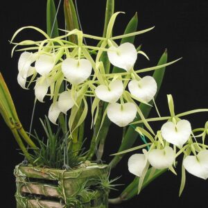 Brassavola nodosa