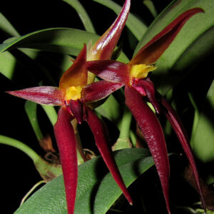 Bulbophyllum levanae