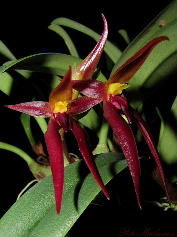 Bulbophyllum levanae