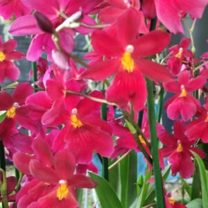 Cambria Nelly Isler red