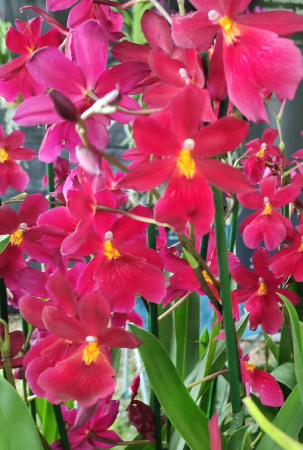 Cambria Nelly Isler red