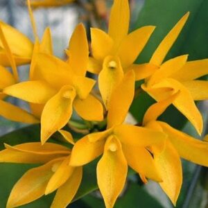 Cattleya aurantiaca yellow