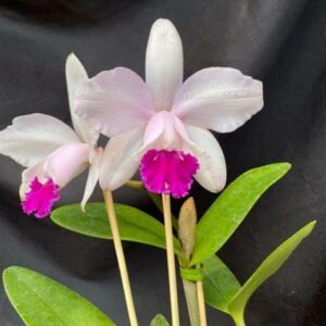 Cattleya intermedia orlata 'Rio'