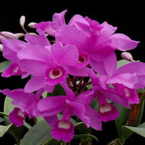 Cattleya skinneri 'Heiti Jacobs' fcc aos