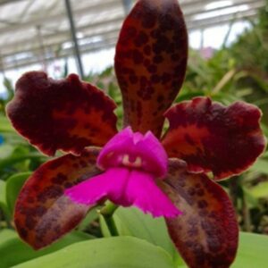 Cattleya tigrina (leopoldii)