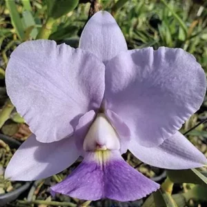 Cattleya walkeriana coerulea