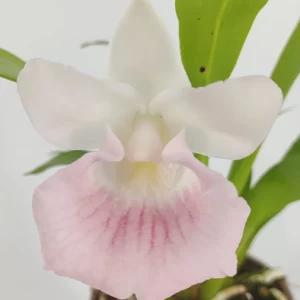 Cochleanthes