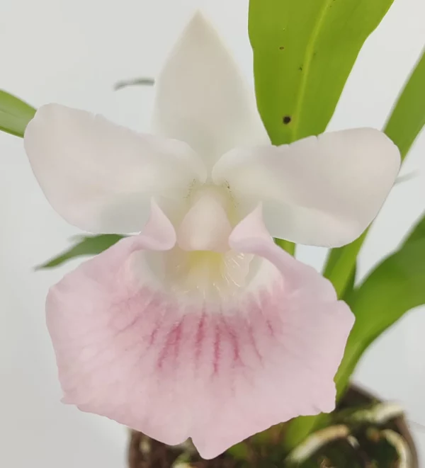 Cochleanthes