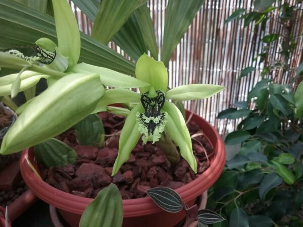 Coelogyne pandurata