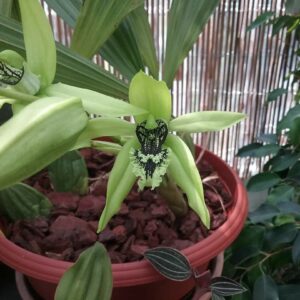 Coelogyne pandurata