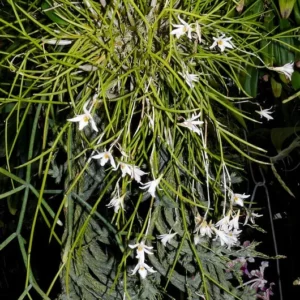 Dendrobium equitans