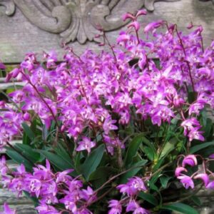 Dendrobium kingianum