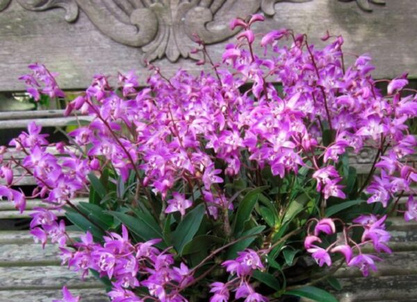 Dendrobium kingianum