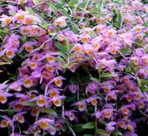 Dendrobium loddigesii