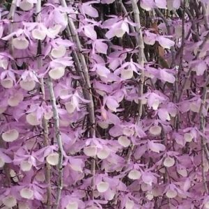 Dendrobium pierardii