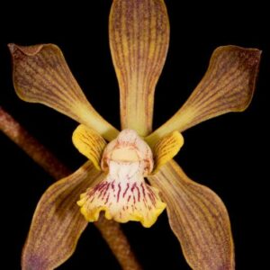 Encyclia nizandensis