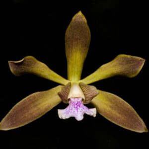 Encyclia seidelii