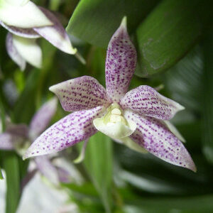 Encyclia garciana