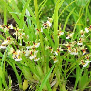 Gomesa radicans