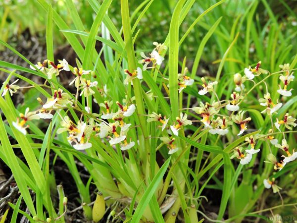 Gomesa radicans