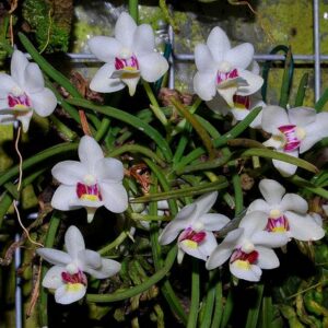 Holcoglossum flavescens