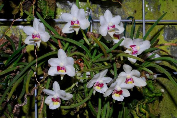 Holcoglossum flavescens