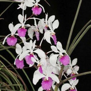Holcoglossum kimballianum