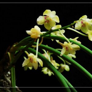 Holcoglossum phongii