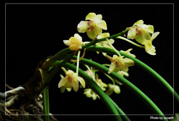 Holcoglossum phongii