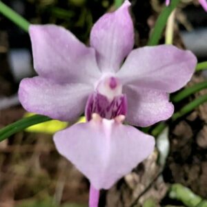 Holcoglossum tsii