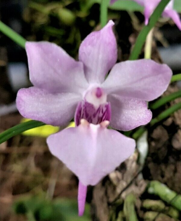 Holcoglossum tsii