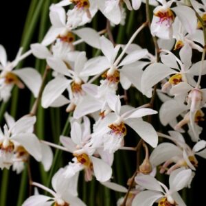 Holcoglossum wangii